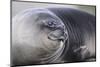 Southern Elephant Seal-DLILLC-Mounted Photographic Print