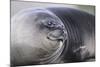 Southern Elephant Seal-DLILLC-Mounted Photographic Print