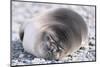 Southern Elephant Seal-DLILLC-Mounted Photographic Print