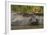 Southern Elephant Seal-Joe McDonald-Framed Photographic Print