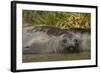 Southern Elephant Seal-Joe McDonald-Framed Photographic Print