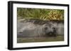 Southern Elephant Seal-Joe McDonald-Framed Photographic Print