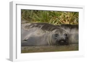 Southern Elephant Seal-Joe McDonald-Framed Photographic Print