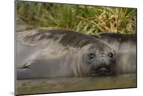 Southern Elephant Seal-Joe McDonald-Mounted Photographic Print