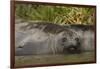 Southern Elephant Seal-Joe McDonald-Framed Photographic Print