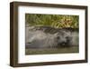 Southern Elephant Seal-Joe McDonald-Framed Photographic Print