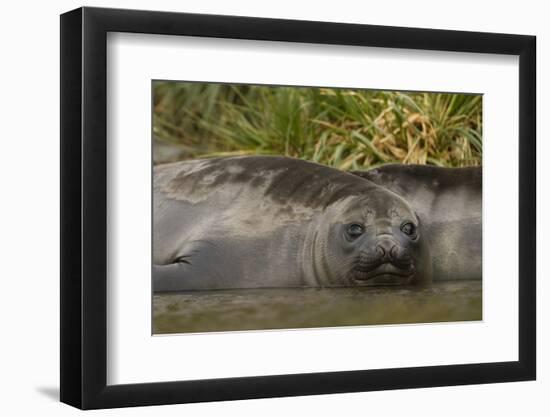 Southern Elephant Seal-Joe McDonald-Framed Photographic Print