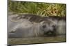 Southern Elephant Seal-Joe McDonald-Mounted Photographic Print