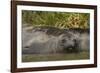 Southern Elephant Seal-Joe McDonald-Framed Photographic Print