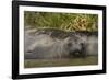 Southern Elephant Seal-Joe McDonald-Framed Photographic Print