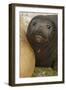 Southern Elephant Seal-Joe McDonald-Framed Photographic Print