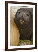 Southern Elephant Seal-Joe McDonald-Framed Photographic Print