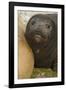 Southern Elephant Seal-Joe McDonald-Framed Photographic Print