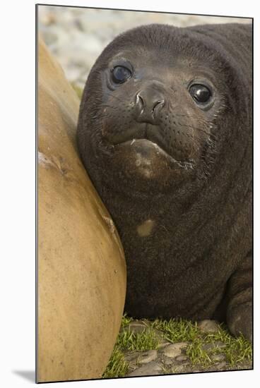 Southern Elephant Seal-Joe McDonald-Mounted Photographic Print