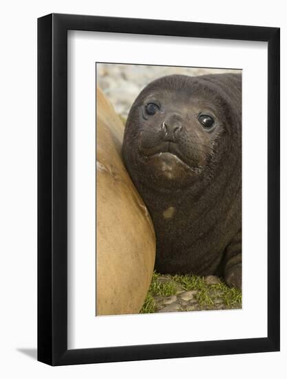 Southern Elephant Seal-Joe McDonald-Framed Photographic Print