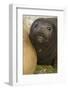 Southern Elephant Seal-Joe McDonald-Framed Photographic Print