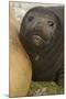 Southern Elephant Seal-Joe McDonald-Mounted Photographic Print