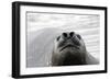 Southern Elephant Seal-null-Framed Photographic Print