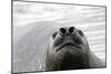 Southern Elephant Seal-null-Mounted Photographic Print