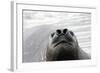 Southern Elephant Seal-null-Framed Photographic Print