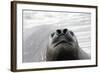 Southern Elephant Seal-null-Framed Photographic Print