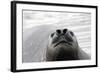 Southern Elephant Seal-null-Framed Photographic Print