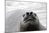Southern Elephant Seal-null-Mounted Photographic Print