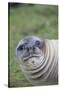 Southern Elephant Seal-DLILLC-Stretched Canvas