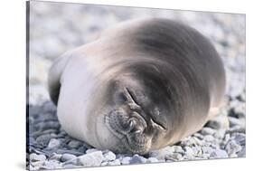 Southern Elephant Seal-DLILLC-Stretched Canvas