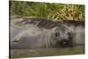 Southern Elephant Seal-Joe McDonald-Stretched Canvas