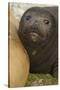 Southern Elephant Seal-Joe McDonald-Stretched Canvas