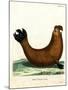 Southern Elephant Seal-null-Mounted Giclee Print