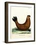 Southern Elephant Seal-null-Framed Giclee Print