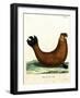 Southern Elephant Seal-null-Framed Giclee Print