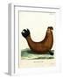 Southern Elephant Seal-null-Framed Giclee Print