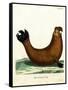 Southern Elephant Seal-null-Framed Stretched Canvas