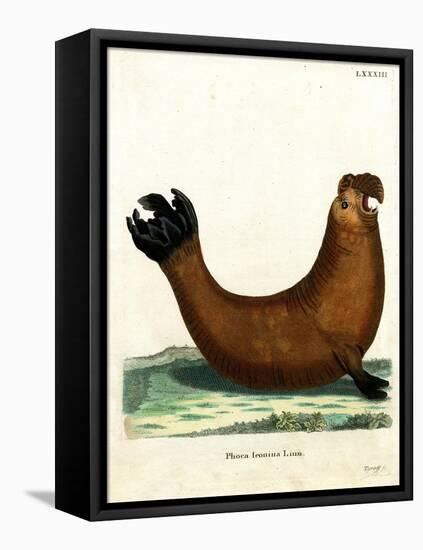 Southern Elephant Seal-null-Framed Stretched Canvas