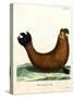Southern Elephant Seal-null-Stretched Canvas