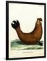 Southern Elephant Seal-null-Framed Giclee Print