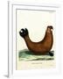 Southern Elephant Seal-null-Framed Giclee Print