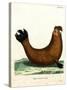 Southern Elephant Seal-null-Stretched Canvas