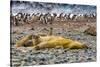 Southern elephant seals and Gentoo Penguin rookery, Yankee Harbor, Greenwich Island, Antarctica.-William Perry-Stretched Canvas