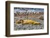 Southern elephant seals and Gentoo Penguin rookery, Yankee Harbor, Greenwich Island, Antarctica.-William Perry-Framed Photographic Print