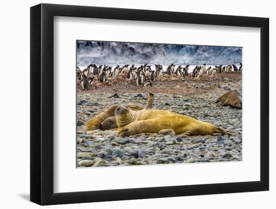 Southern elephant seals and Gentoo Penguin rookery, Yankee Harbor, Greenwich Island, Antarctica.-William Perry-Framed Photographic Print