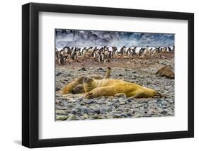 Southern elephant seals and Gentoo Penguin rookery, Yankee Harbor, Greenwich Island, Antarctica.-William Perry-Framed Photographic Print