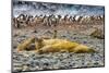 Southern elephant seals and Gentoo Penguin rookery, Yankee Harbor, Greenwich Island, Antarctica.-William Perry-Mounted Photographic Print