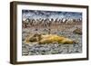 Southern elephant seals and Gentoo Penguin rookery, Yankee Harbor, Greenwich Island, Antarctica.-William Perry-Framed Photographic Print