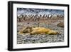 Southern elephant seals and Gentoo Penguin rookery, Yankee Harbor, Greenwich Island, Antarctica.-William Perry-Framed Photographic Print