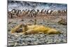 Southern elephant seals and Gentoo Penguin rookery, Yankee Harbor, Greenwich Island, Antarctica.-William Perry-Mounted Photographic Print