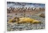 Southern elephant seals and Gentoo Penguin rookery, Yankee Harbor, Greenwich Island, Antarctica.-William Perry-Framed Photographic Print